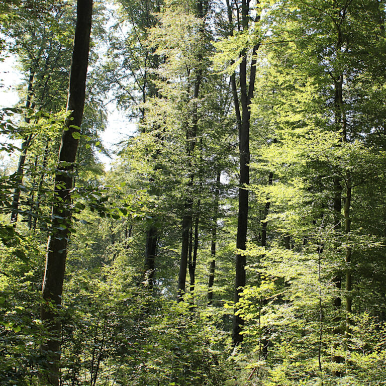 Wurzelwerke – Waldseiten