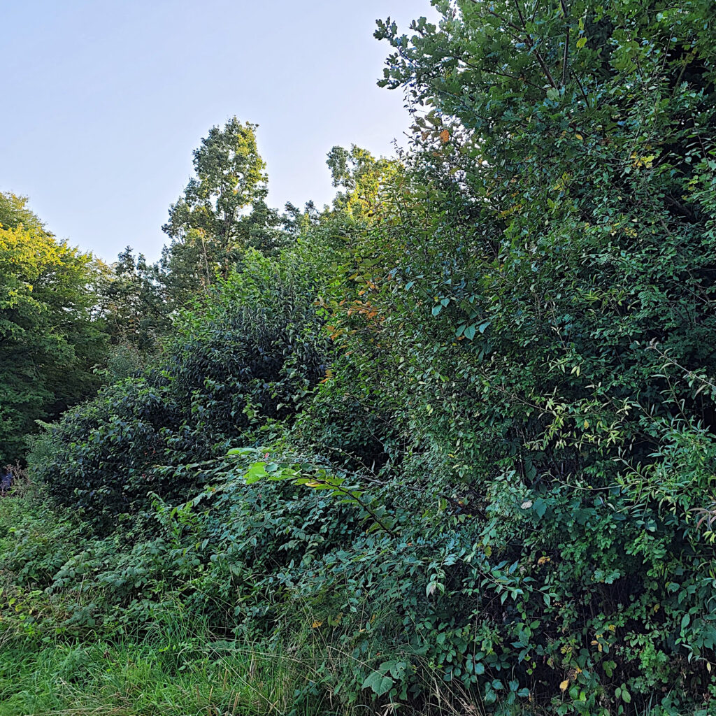 Wann ist ein Wald ein Wald? – Waldseiten